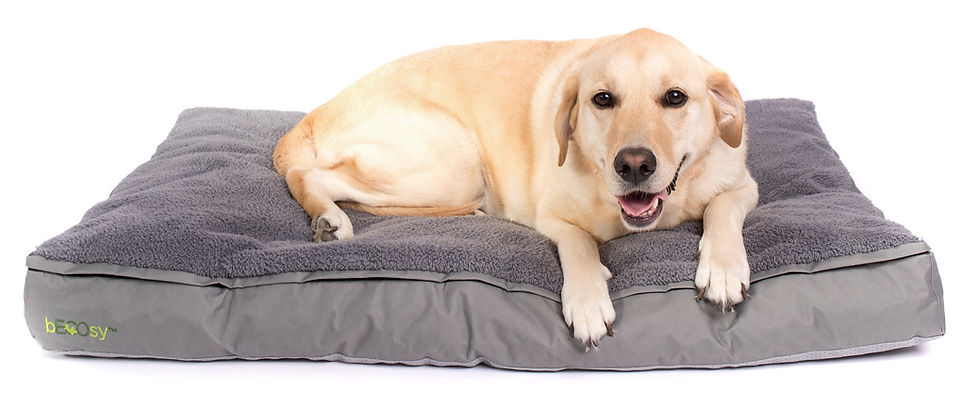 Pet Beds